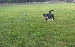 Mixed Breed dogs for sale: Willow - Image 3