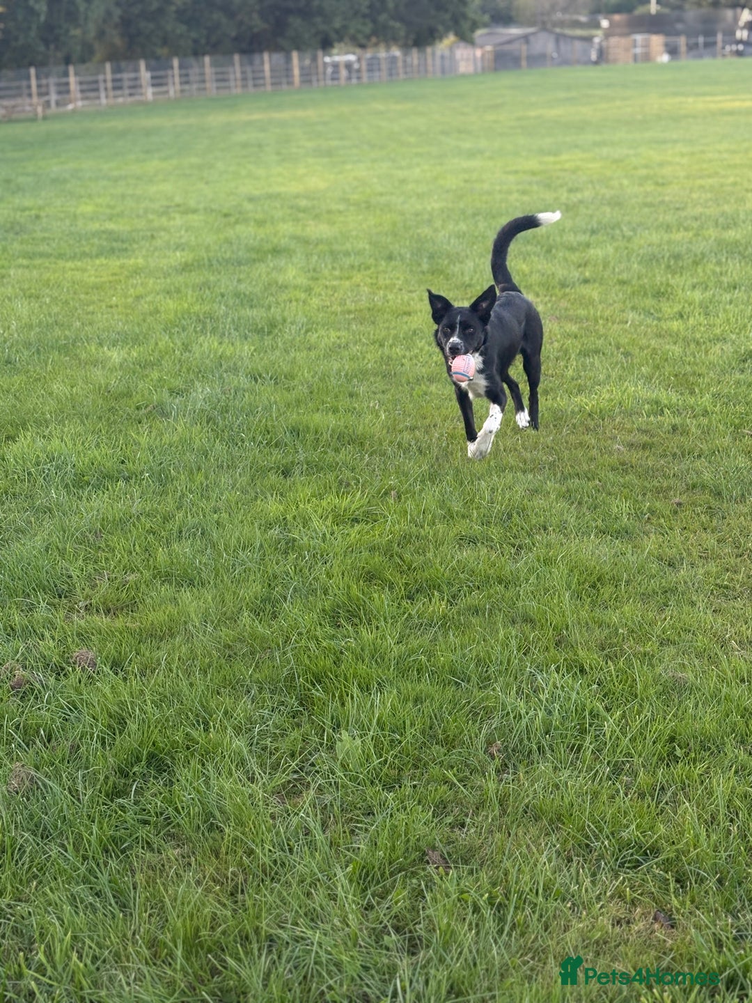 Mixed Breed dogs for sale: Willow - Image 3