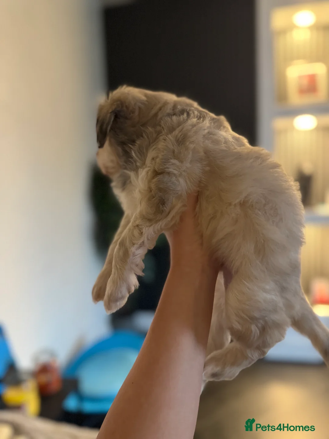 Mixed Breed dogs for sale: Stunning Maltese x JackChi puppies for sale - Advert 2