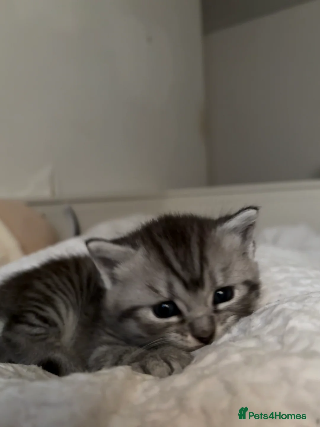 Mixed Breed cats for sale: 4 adorable grey and white kittens  - Advert 25