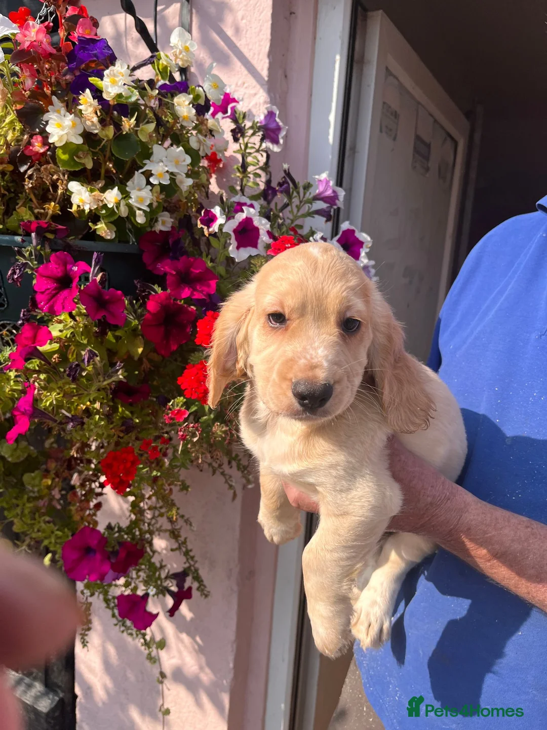 Cocker Spaniel dogs for sale: working cocker spanial pups for sale in Macclesfield - Advert 6