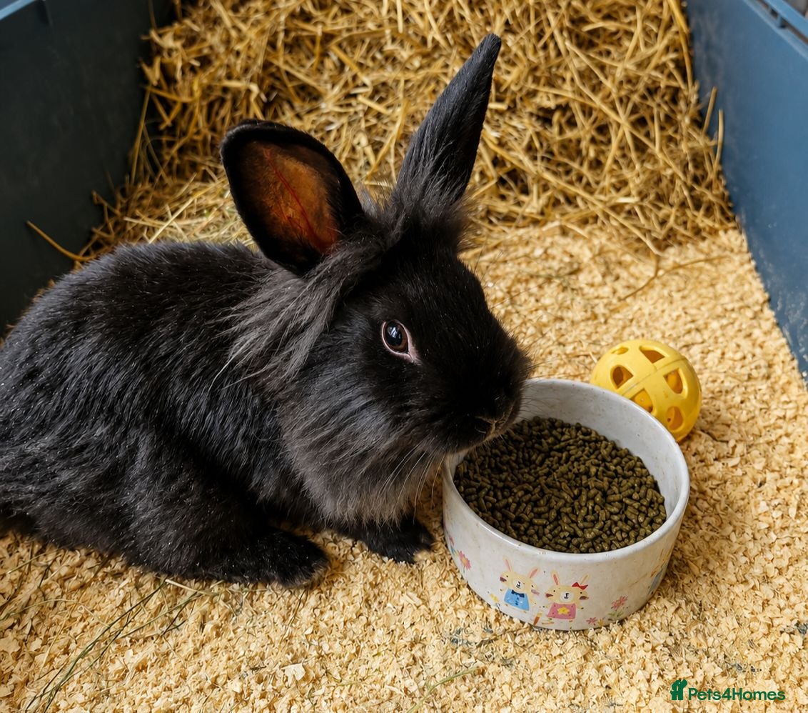 Mini Lion Lop rabbits Mini Lop x Lionhead babies for sale - Advert 6