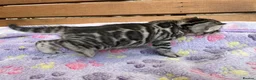 Bengal cats for sale: TICA registered health tested show quality bengals - Advert 9