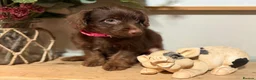 Jackapoo dogs for sale: *** Stunning Jackapoos Ready Now - Advert 10