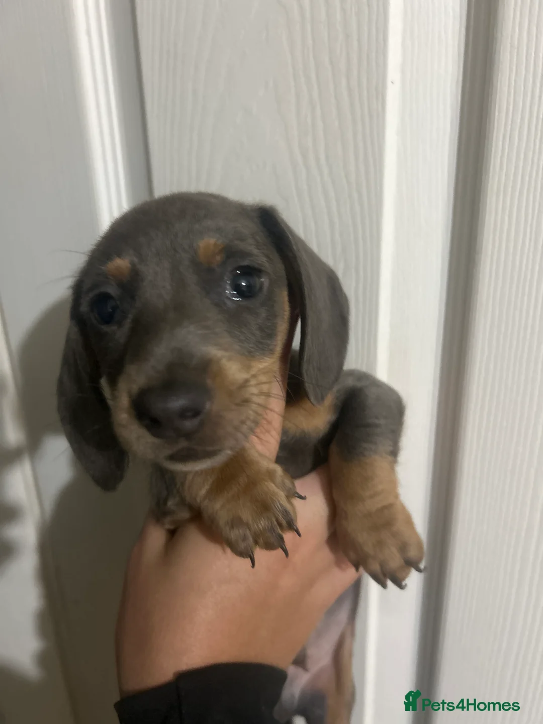 Dachshund dogs for sale: Dachshund puppies - Advert 13