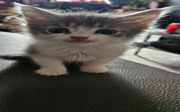Mixed Breed cats for sale: Norwegian forest x kittens  - Image 13