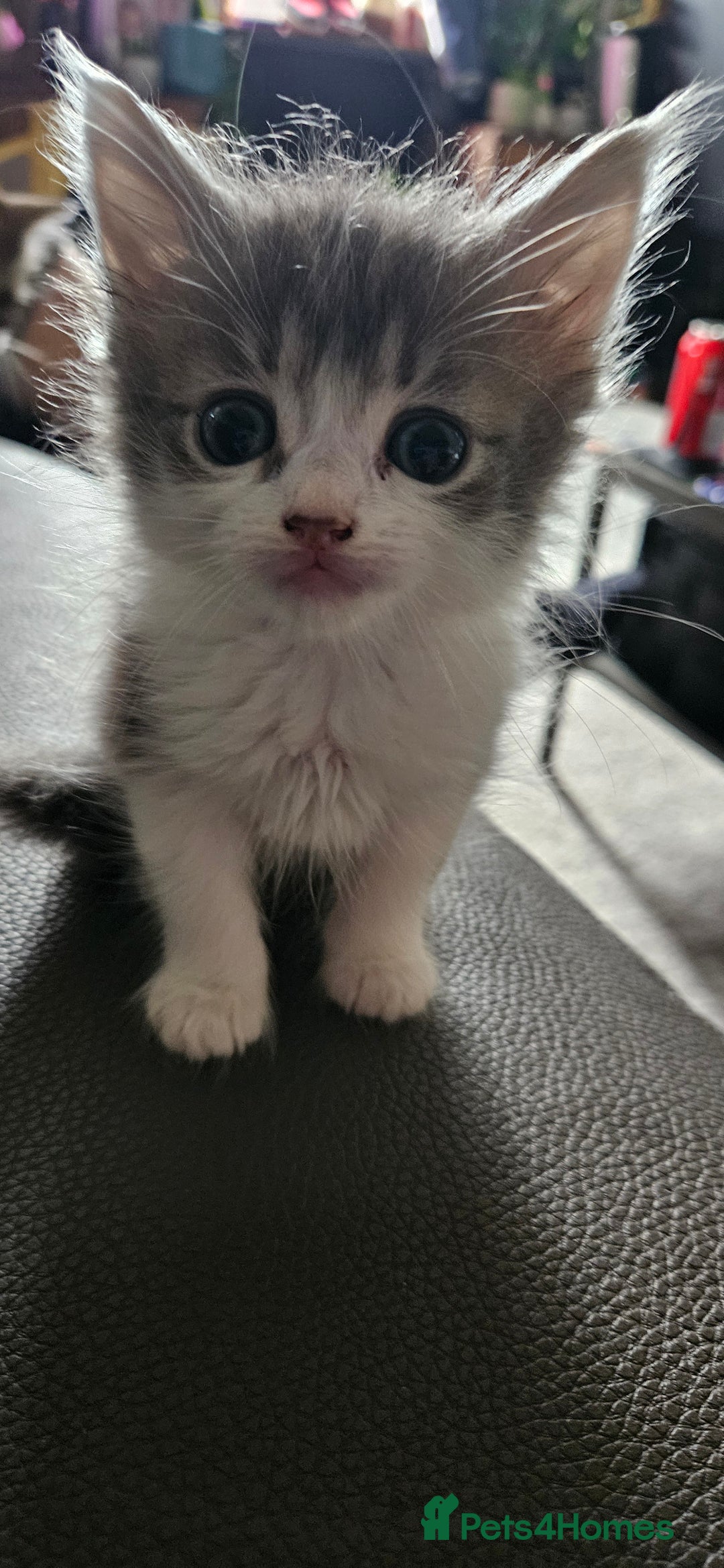 Mixed Breed cats for sale: Norwegian forest x kittens  - Image 13