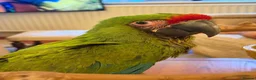 Macaws birds for sale: Military Macaws Babies Hand Reared-Male and Female - Advert 9