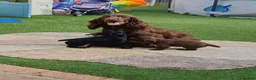 Cocker Spaniel dogs for sale: KC working Cocker puppies  - Advert 6