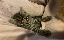 Mixed Breed cats for sale: Ragdoll x Tabbie - Image 4