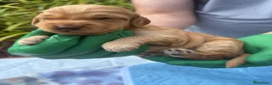 Cockapoo 2