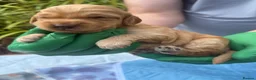 Cockapoo dogs for sale: Leics Charnwood F2 Cockapoos Genetically Tested  - Advert 3