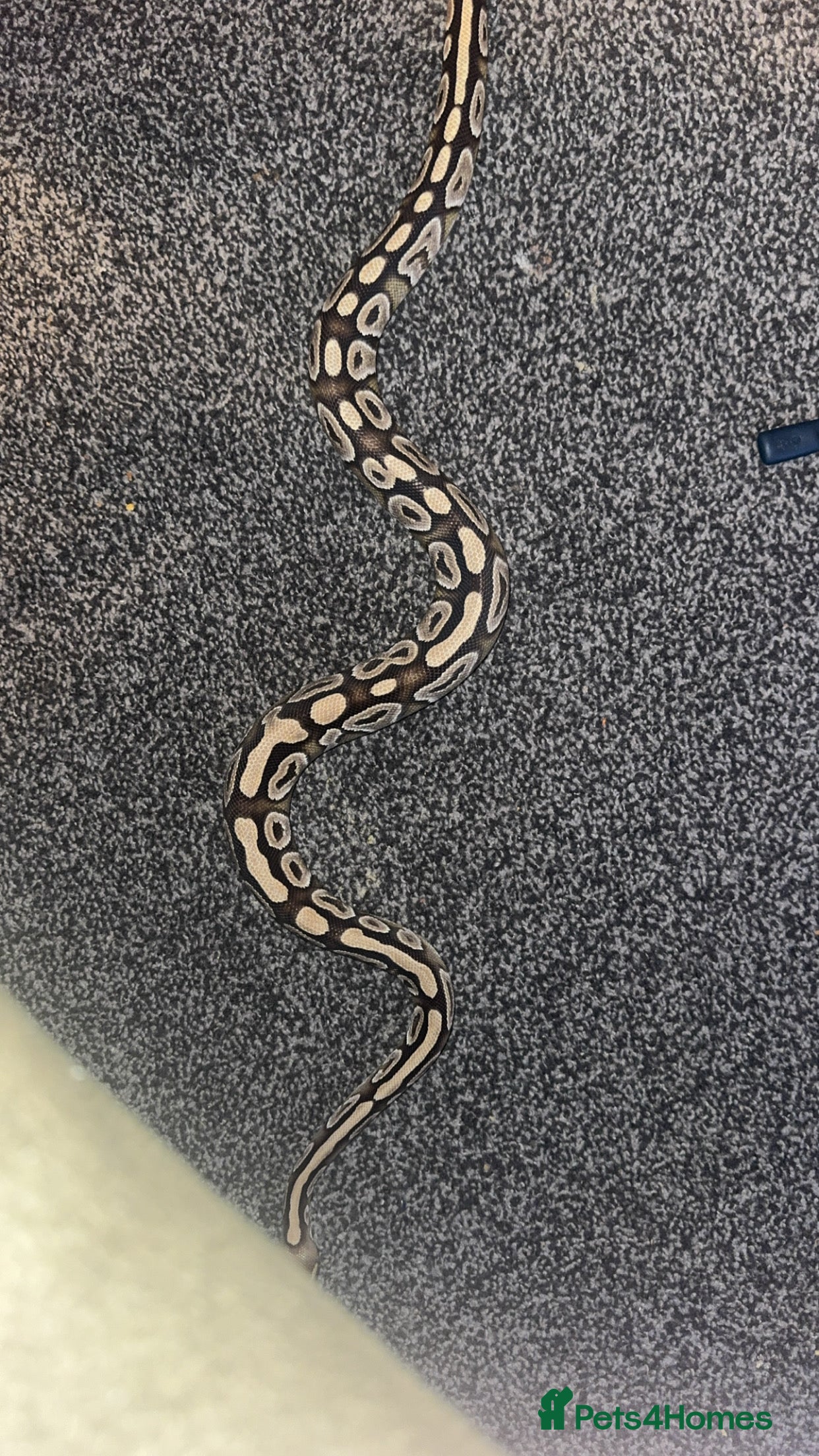 Python Snake reptiles Dottie the  ball python  - Advert 1