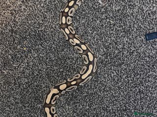 Python Snake reptiles Dottie the ball python - Advert 1