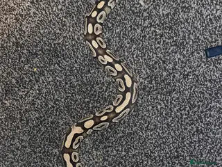 Python Snake reptiles Dottie the ball python - Advert 12