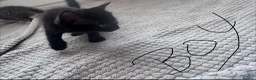 Mixed Breed cats for sale: 2 boys kittens in Emsworth - Advert 2