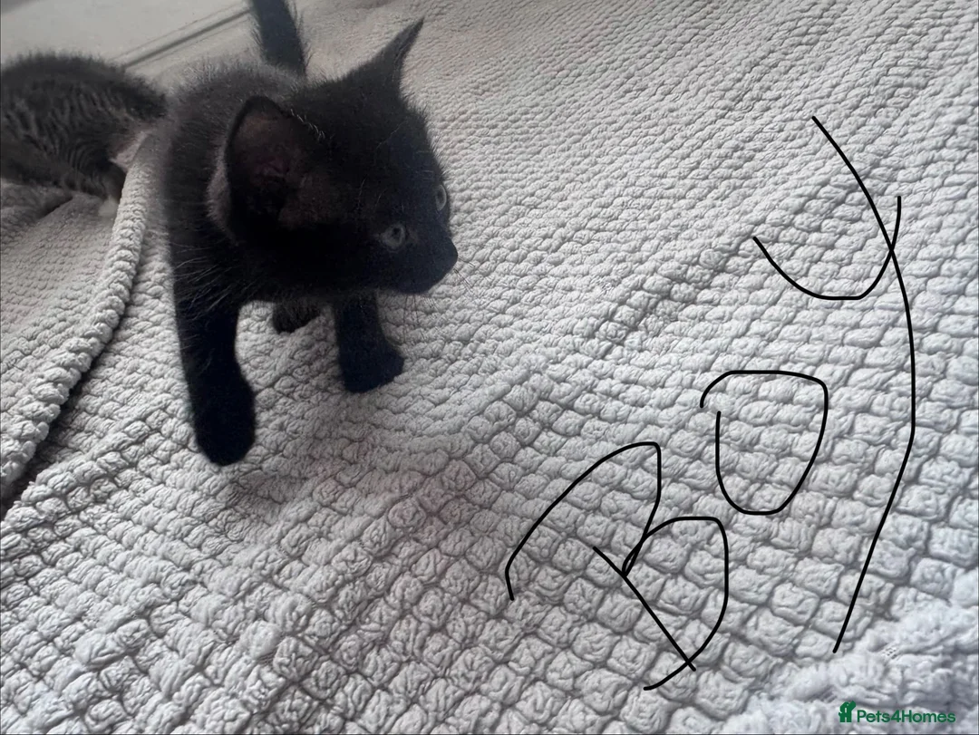 Mixed Breed cats for sale: 2 boys kittens in Emsworth - Advert 2