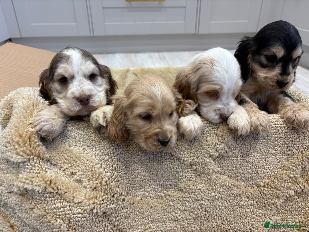 Cocker Spaniel dogs for sale: Stunning show type cocker spaniel puppies  - Advert 1