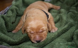 Labrador Retriever dogs for sale: 🐾 KC Registered Fox Red Lab Puppies 🐾 - Image 18