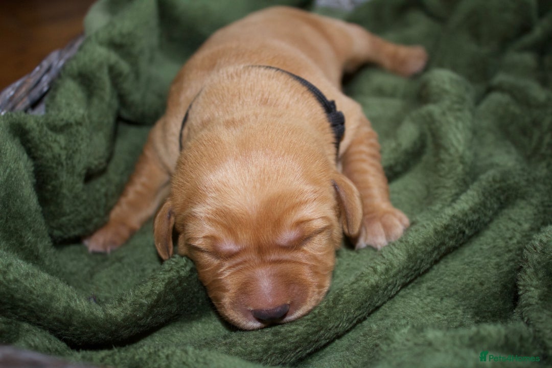 Labrador Retriever dogs for sale: 🐾 KC Registered Fox Red Lab Puppies 🐾 - Image 18