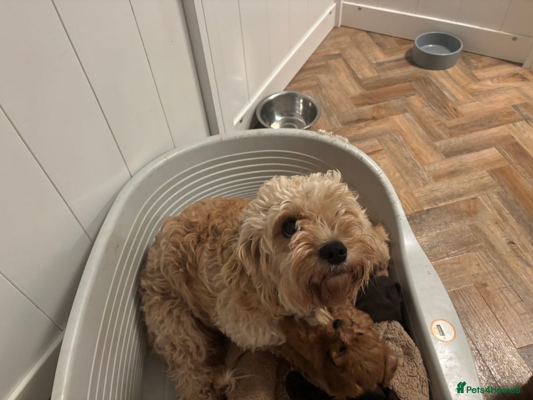 Cavapoo dogs for sale: F1b cavapoo - Image 2