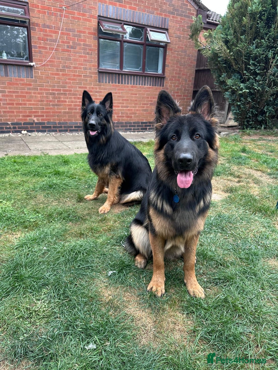 German Shepherd dogs for sale: READY TO GO Long Haired German Shepherd Puppies - Image 2