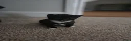 Domestic Shorthair cats for sale: Black and White Kitten - Advert 4