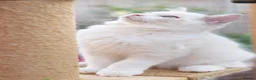 Ragdoll cats for sale: GCCF Registered Ragdoll kittens- 2 neutered boys - Advert 16