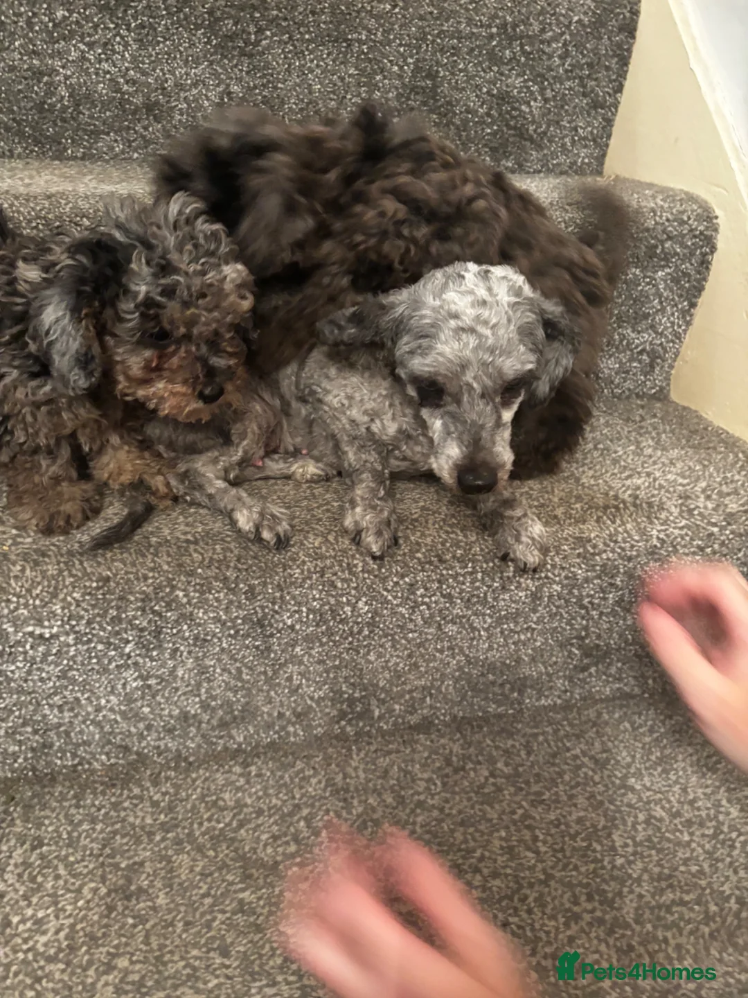 Poochon dogs for sale: Two Merle Poochon Pups - Advert 14