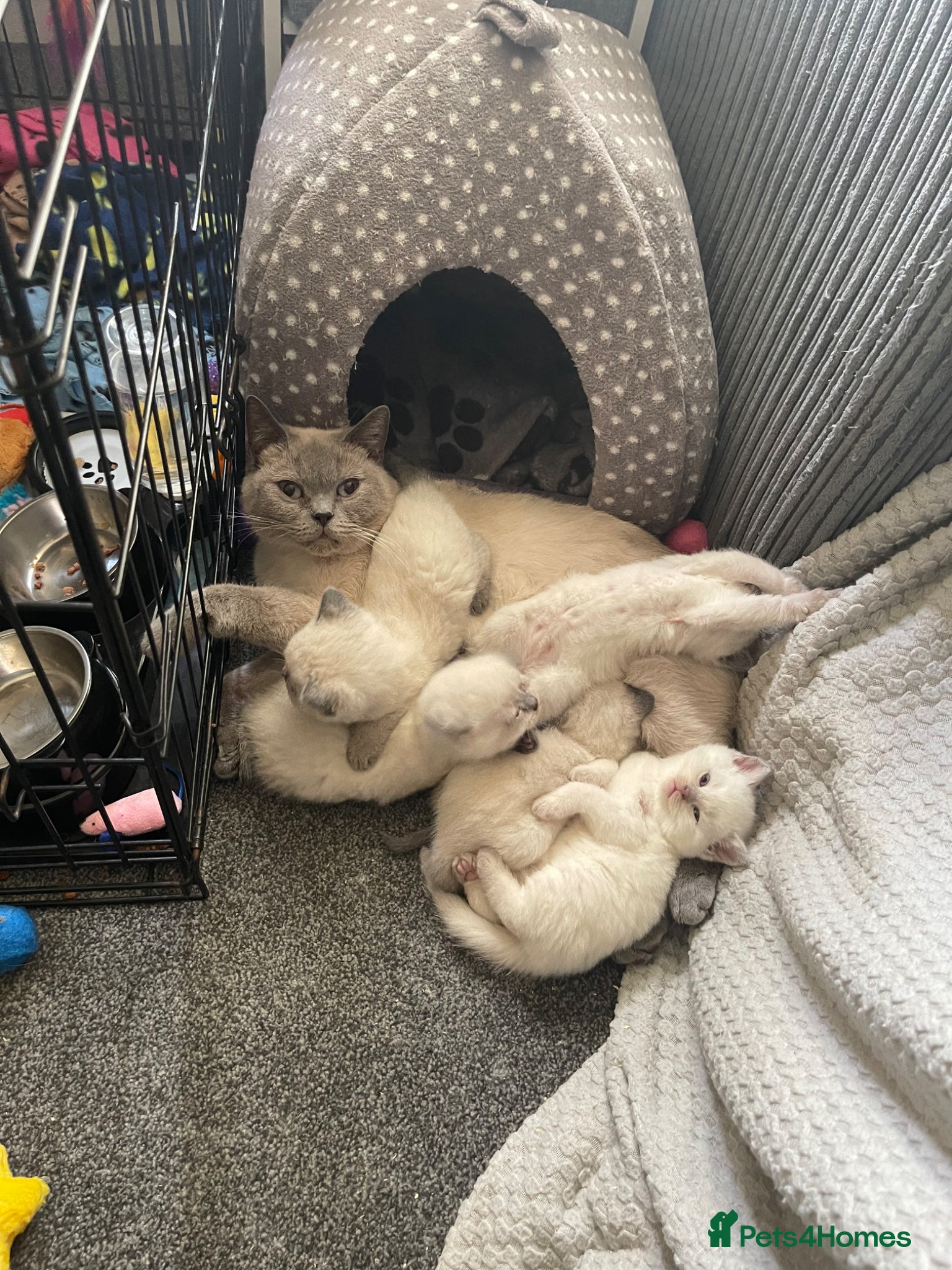 British Shorthair cats for sale: GCCF BSH Blue Colourpoint Kittens Rare - Advert 4