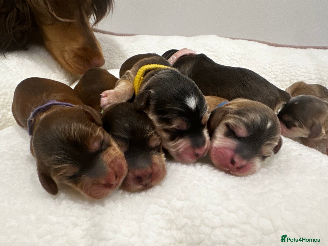 Cockapoo dogs for sale: 🌟 Premium F1 Miniature Cockapoo Puppies 🌟 - Advert 2