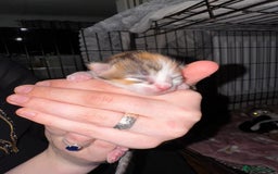 Mixed Breed cats for sale: 7 Mixed Kittens - Ginger, Tabby, Calico, White - Image 7