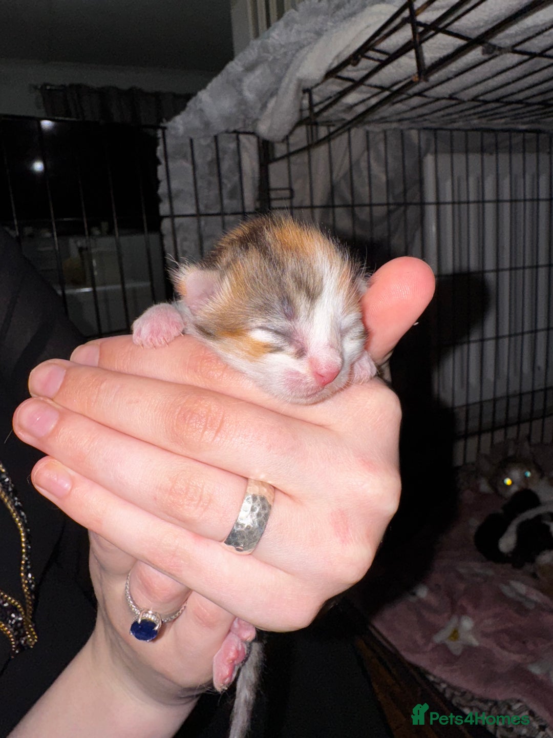 Mixed Breed cats for sale: 7 Mixed Kittens - Ginger, Tabby, Calico, White - Image 7