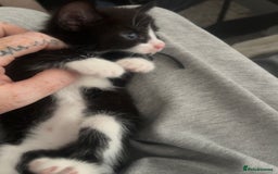 British Shorthair cats for sale: X4 male British shorthair X kittens - Image 2