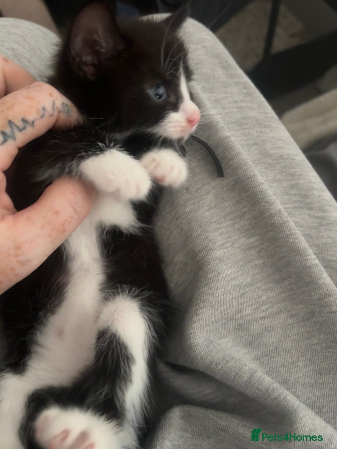 British Shorthair cats for sale: X4 male British shorthair X kittens - Image 2