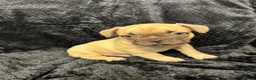 French Bulldog dogs for sale: Beautiful French Bulldog puppies - Advert 6