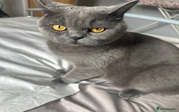 Brazilian Shorthair cats for sale: Loving female British short hair cat - Image 3