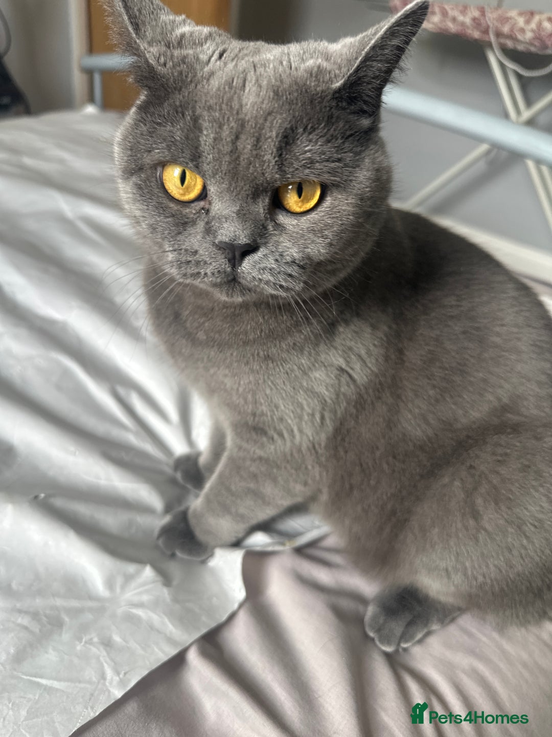 Brazilian Shorthair cats for sale: Loving female British short hair cat - Image 3