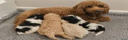 Cockapoo dogs for sale: Adorable Cockapoo Puppies Ready for Forever Homes - Advert 6
