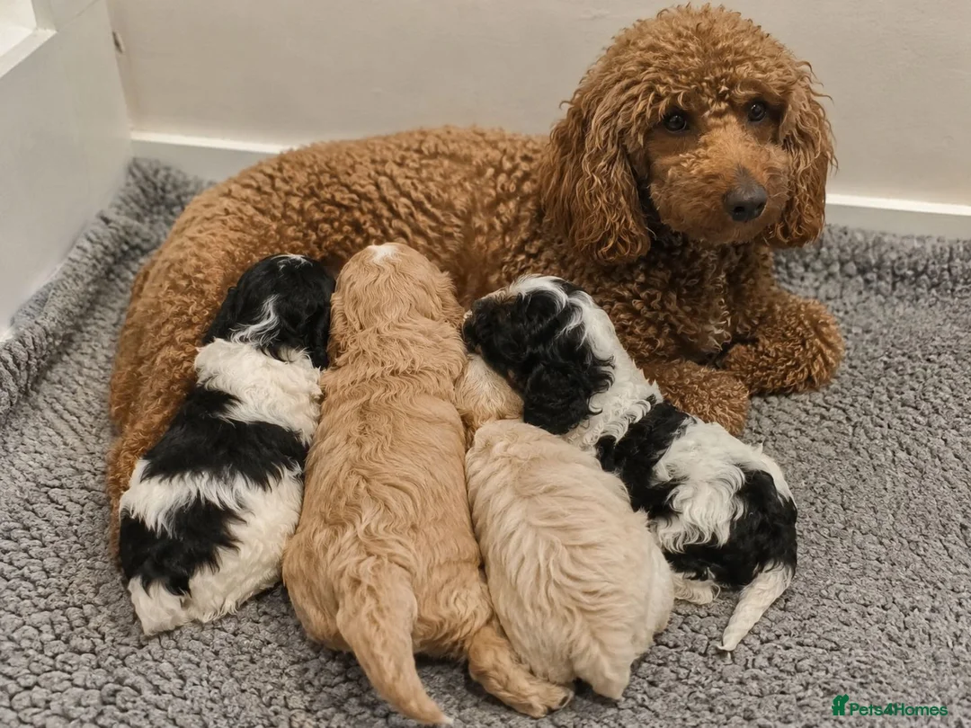 Cockapoo dogs for sale: Adorable Cockapoo Puppies Ready for Forever Homes - Advert 6