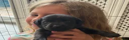 Labrador Retriever dogs for sale: Beautiful KC Black Labrador Puppies  - Advert 7