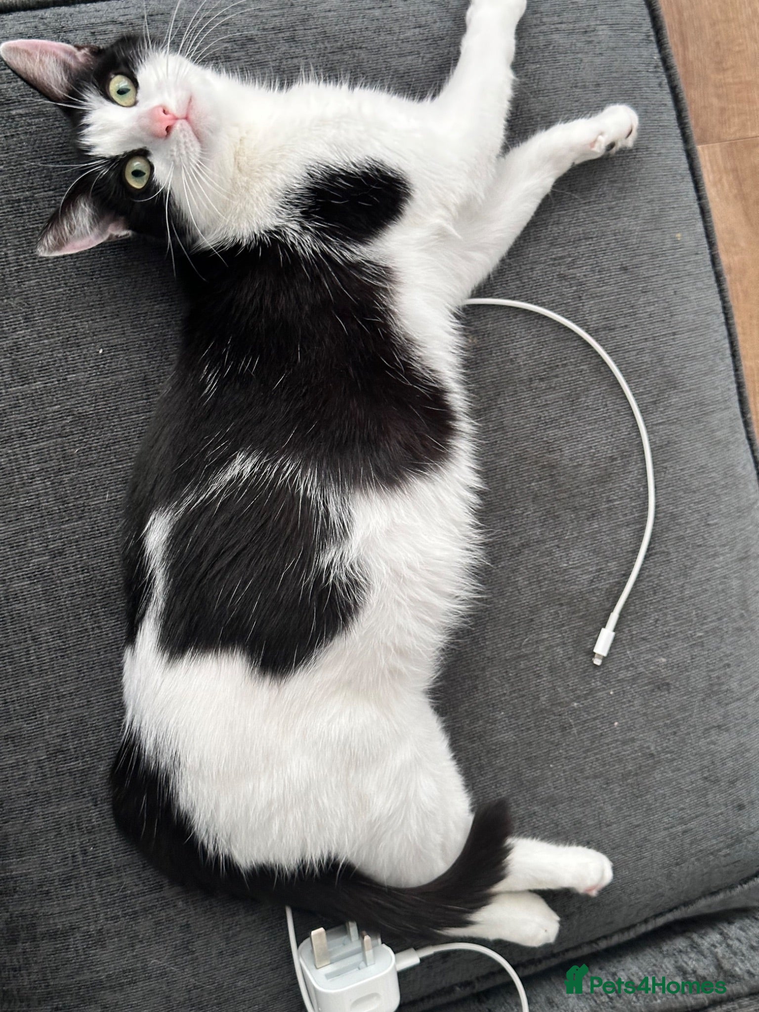 Mixed Breed cats 2x male kittens domestic  - Advert 1