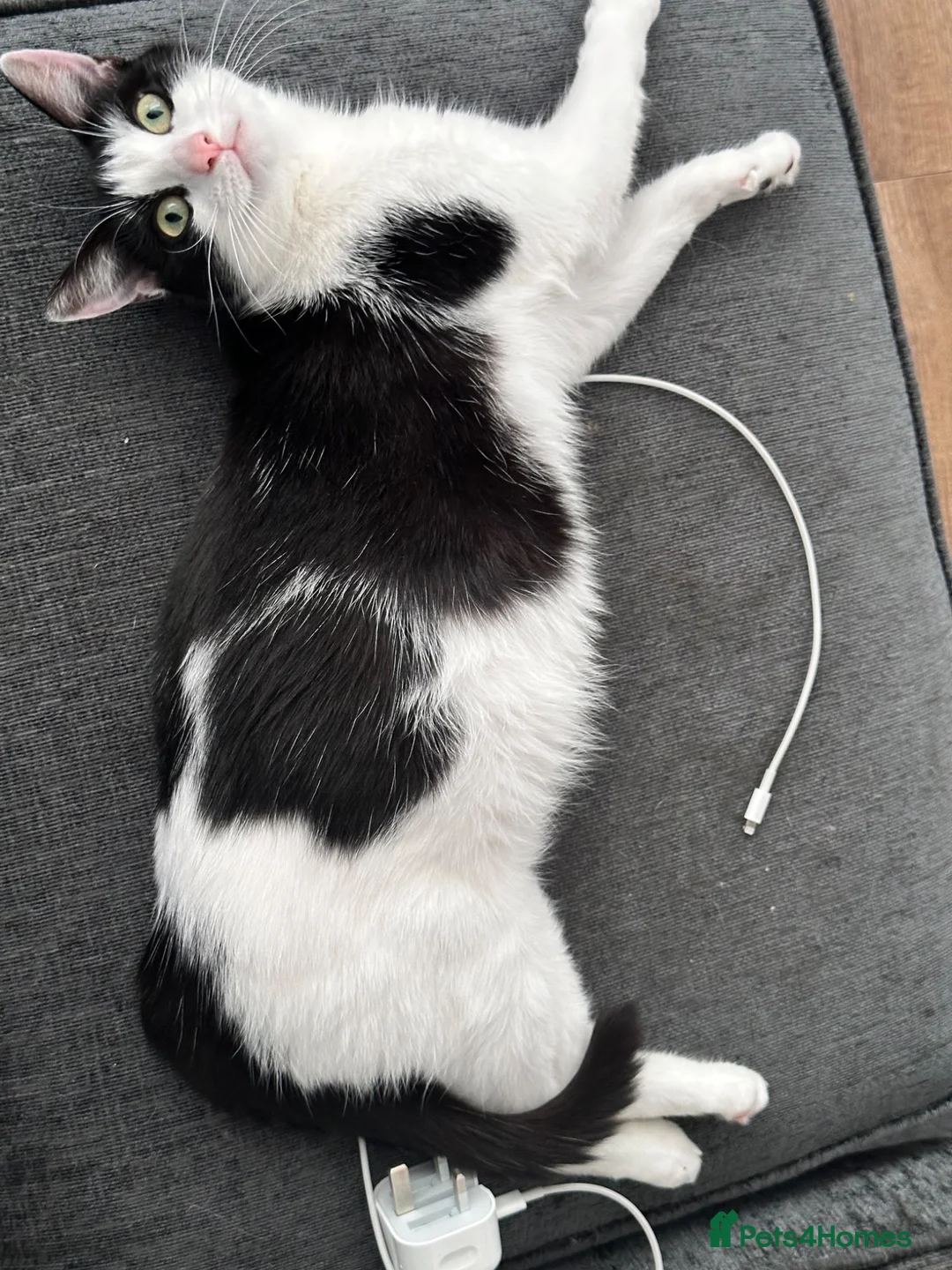 Mixed Breed cats for sale: 2x male kittens domestic  in Wigan - Advert 1
