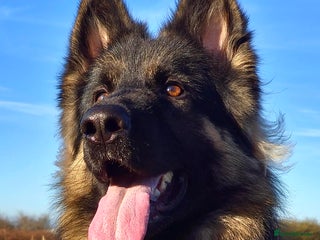 German Shepherd dogs in Redcar - Advert 1