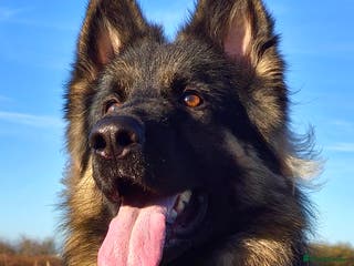 German Shepherd dogs Chunky GSD male for stud in Redcar - Advert 12