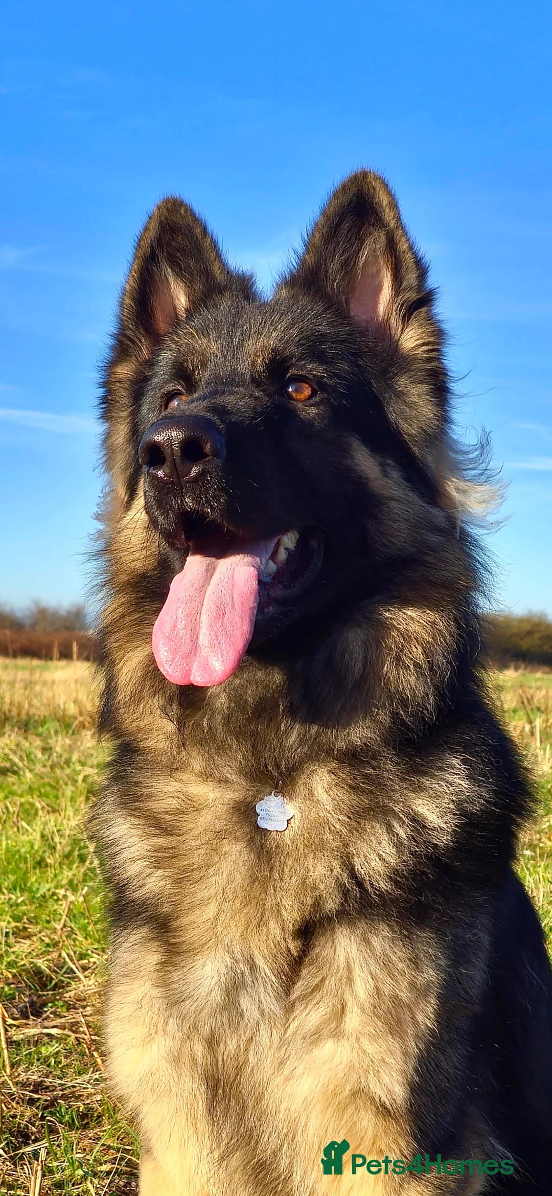 German Shepherd dogs for stud: Chunky GSD male for stud  in Redcar - Advert 1