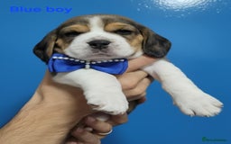 Beagle dogs for sale: Sweet litter of tri-colored beagle - Image 8