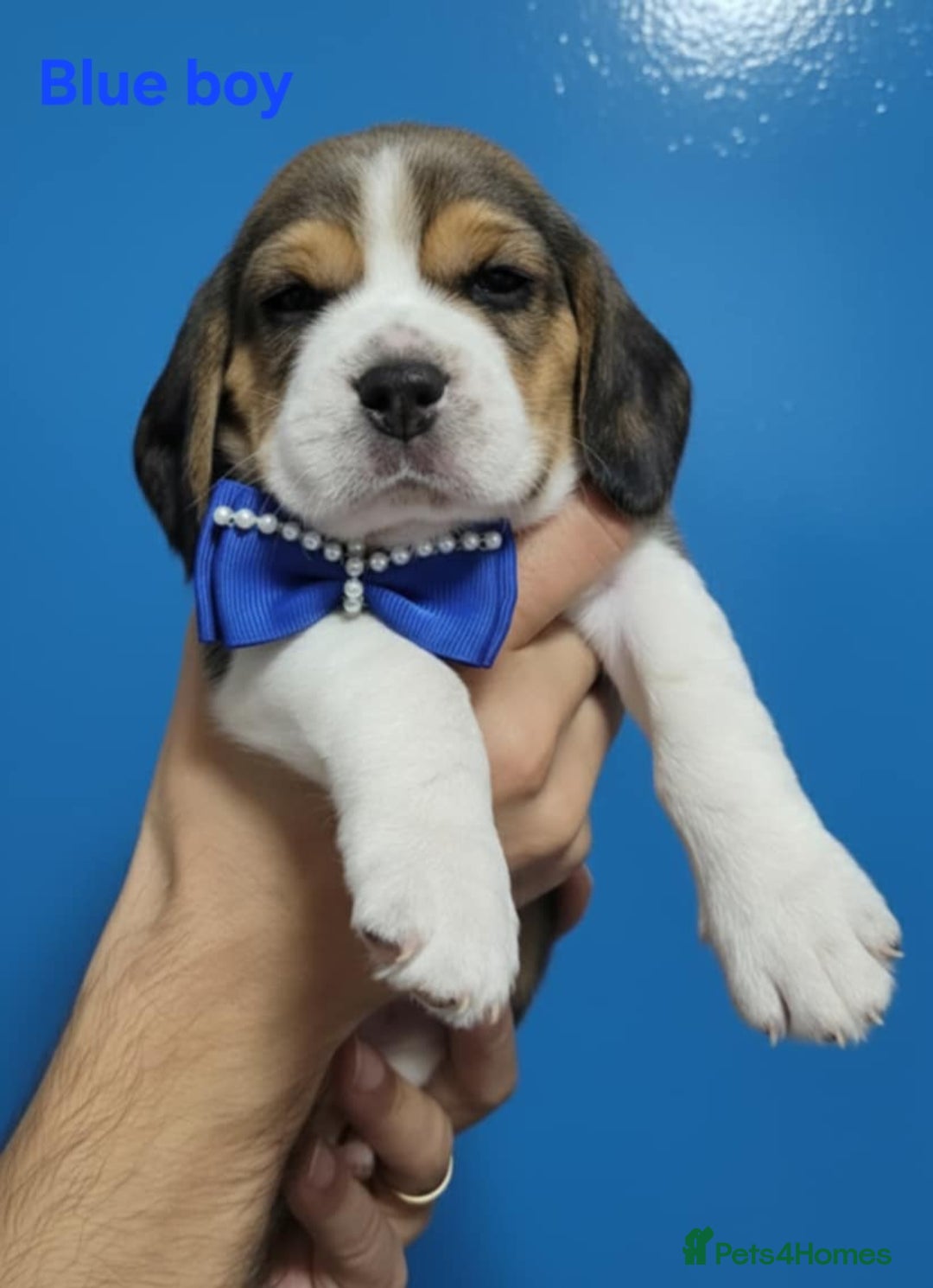 Beagle dogs for sale: Sweet litter of tri-colored beagle - Image 8