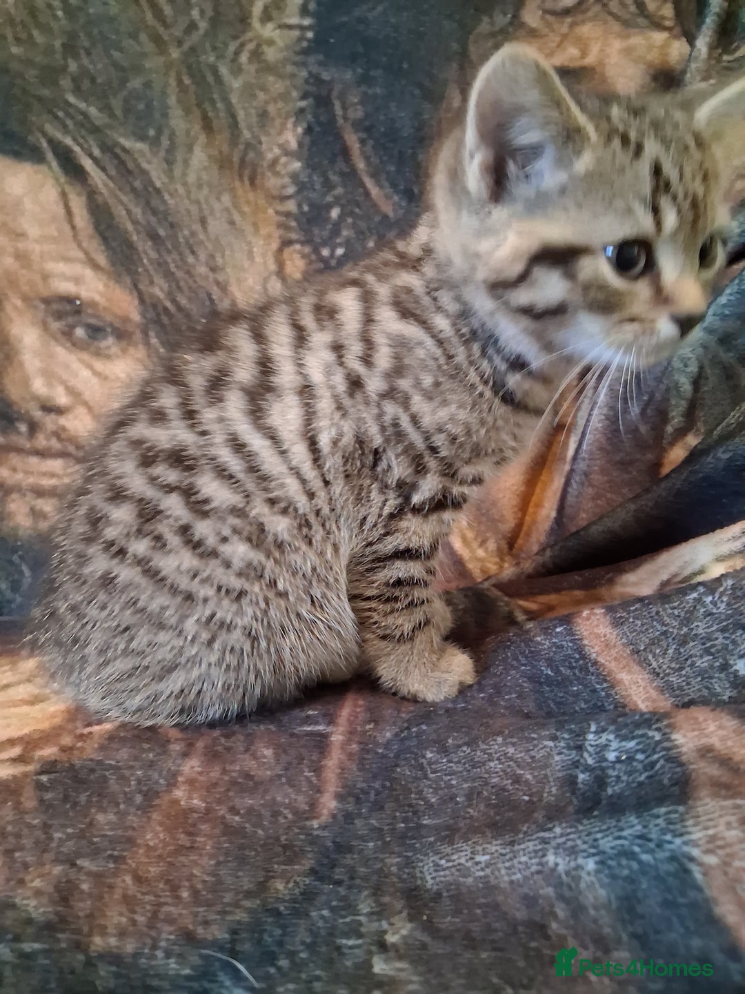 Mixed Breed cats for sale: Scottish straight cross kittens  - Image 10