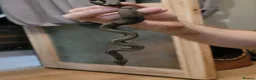 Boa Snake reptiles for sale: 2 baby boas - Advert 3